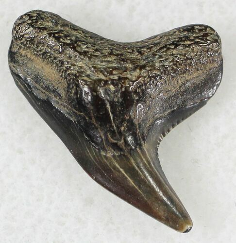 Fossil Tiger Shark Tooth - Virginia #20965